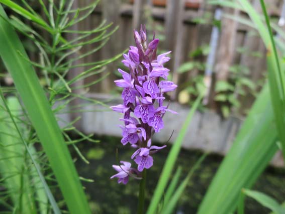 Ik wil tuinder worden